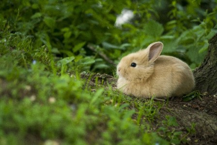 〇手が小さいのですが、何インチのシザーがいいですか？